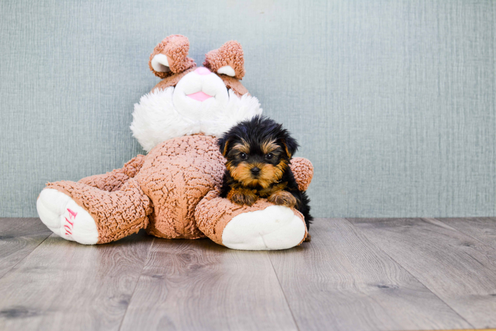 Meet Ronaldo - our Yorkshire Terrier Puppy Photo 