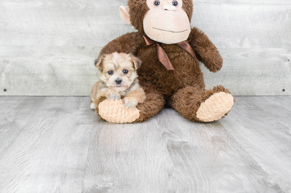 Playful Yorkie Designer Puppy