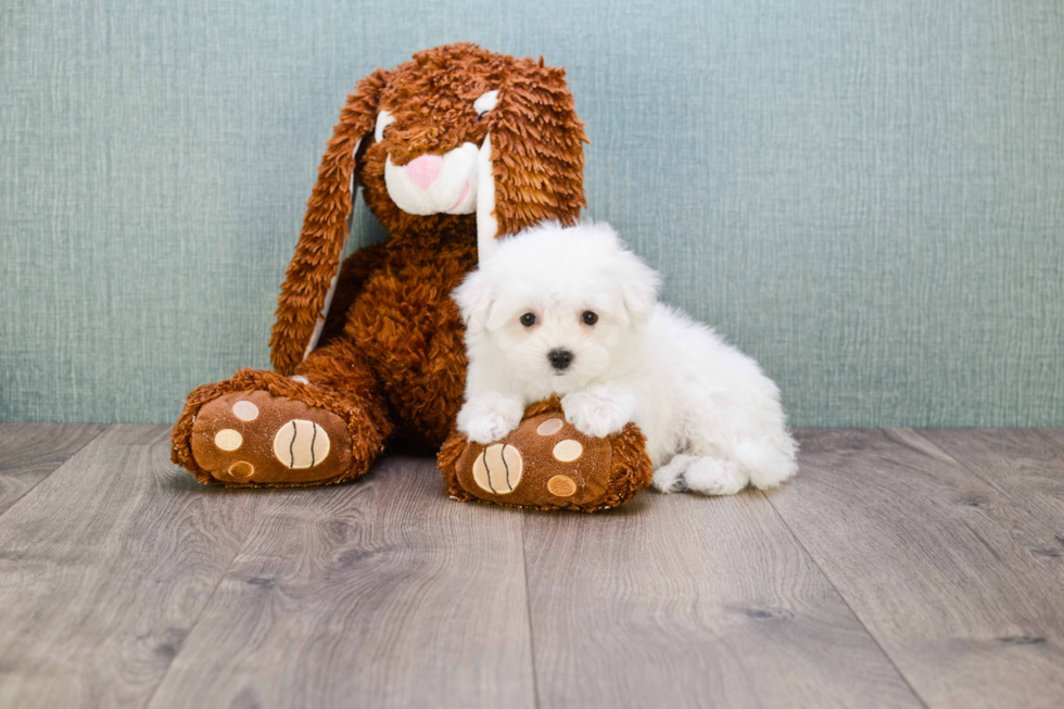 Petite Maltese Purebred Puppy