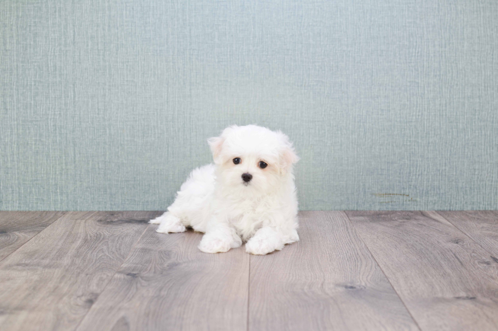 Akc Registered Maltese Baby