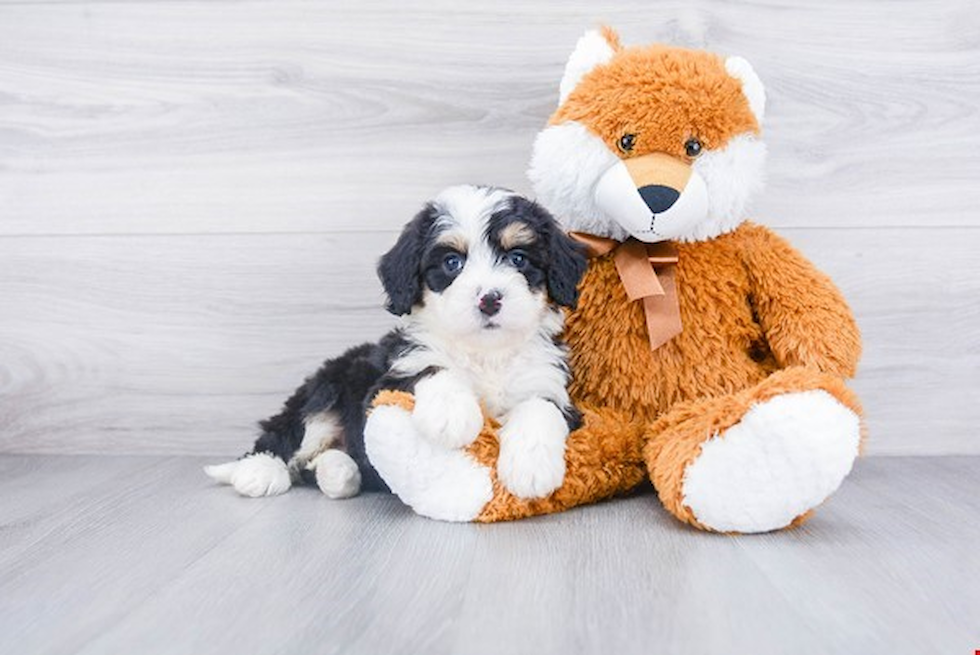 Happy Mini Bernedoodle Baby