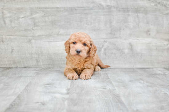 Best Mini Goldendoodle Baby