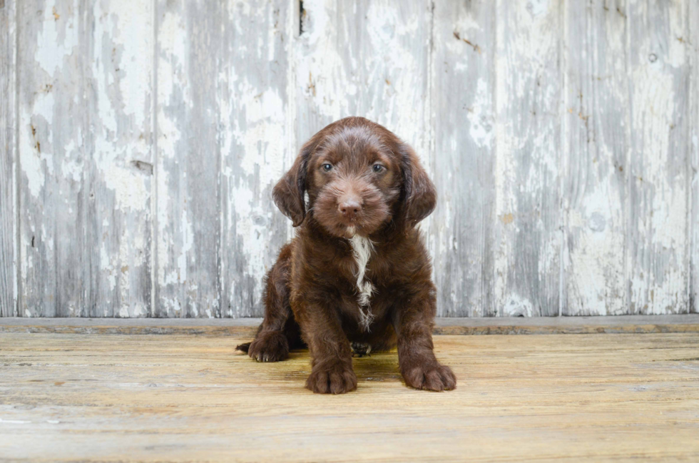 Best Mini Labradoodle Baby