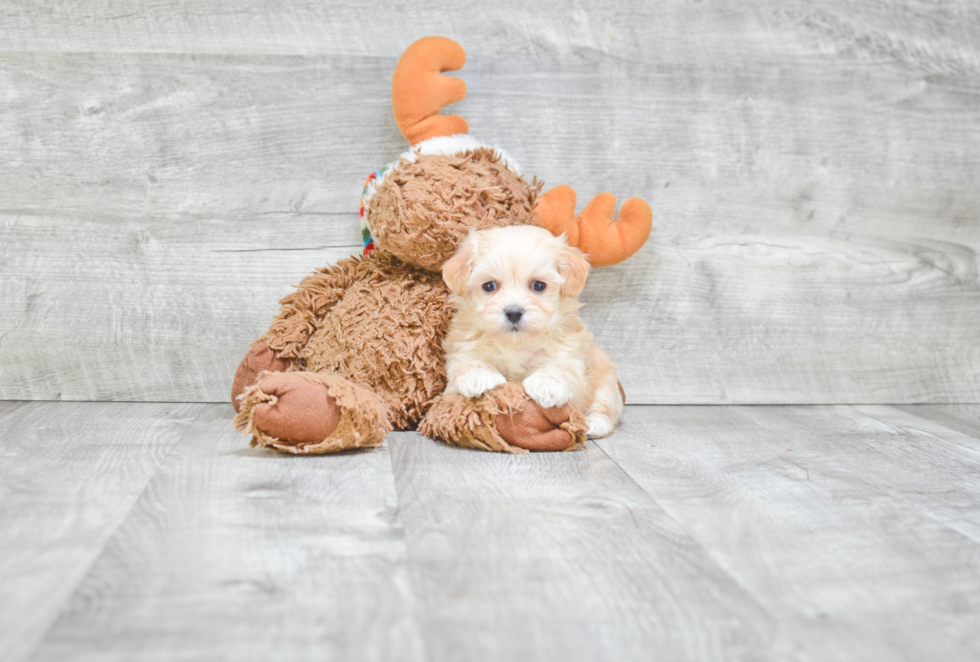 Happy Maltipoo Baby