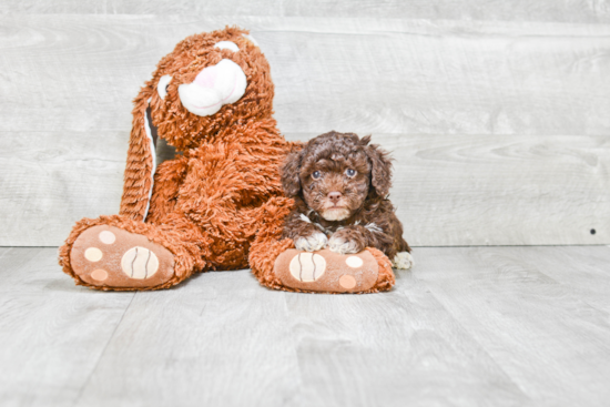 Popular Poodle Baby