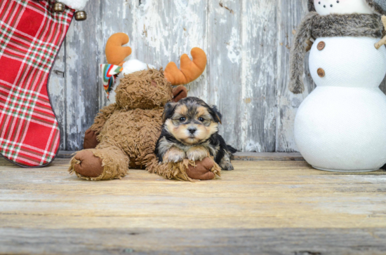 Energetic Yorkie Designer Puppy