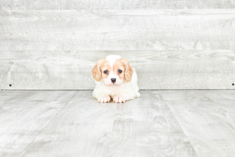 Cavachon Pup Being Cute