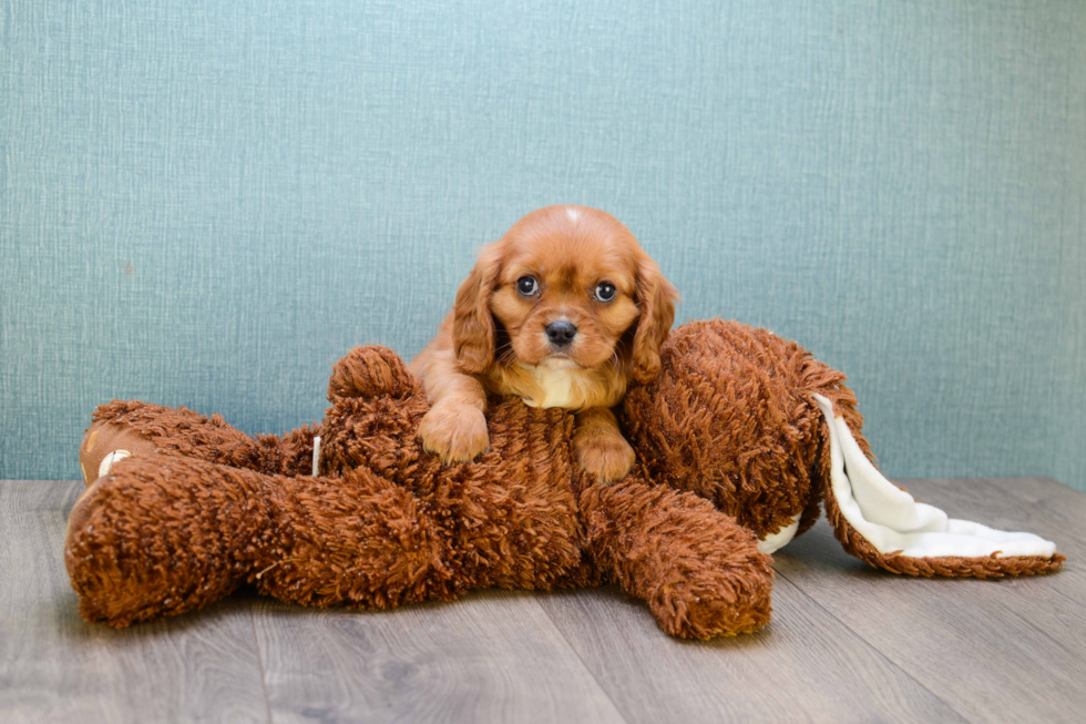 Smart Cavalier King Charles Spaniel Purebred Puppy