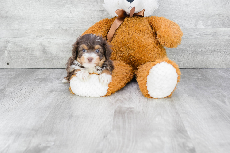 Mini Aussiedoodle Puppy for Adoption