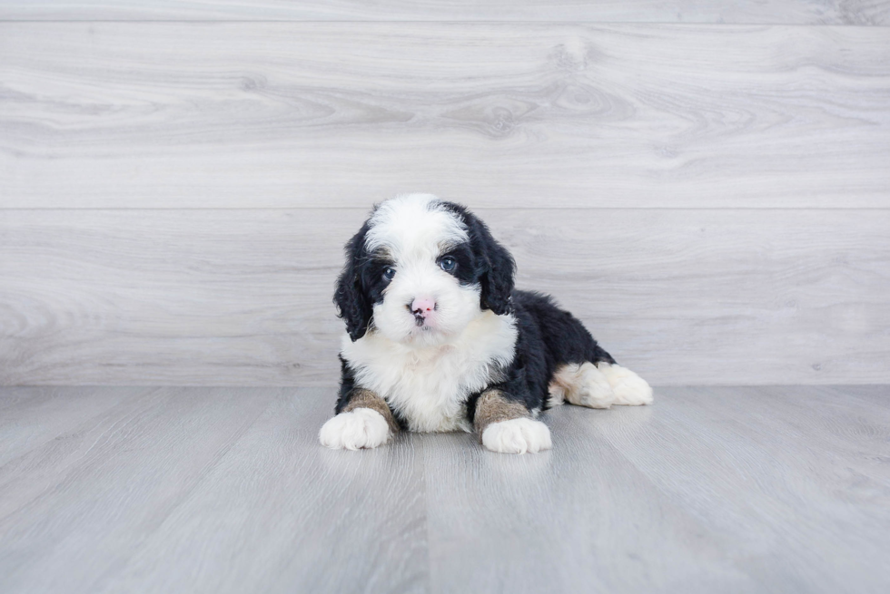 Mini Bernedoodle Pup Being Cute