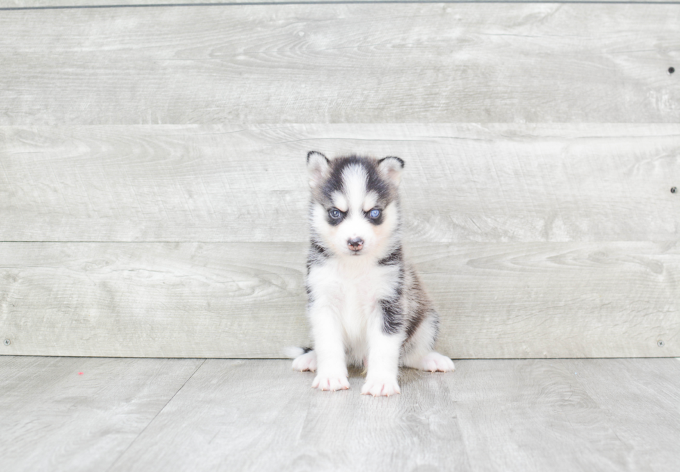 Energetic Mini Husky Designer Puppy