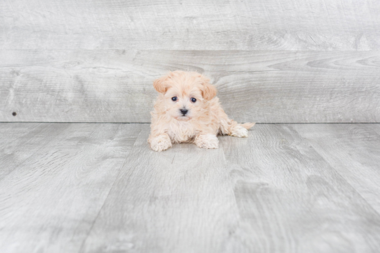 Playful Maltepoo Poodle Mix Puppy