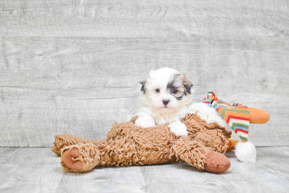 Adorable Shichon Designer Puppy