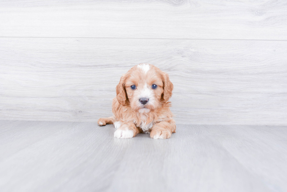 Playful Cavoodle Poodle Mix Puppy