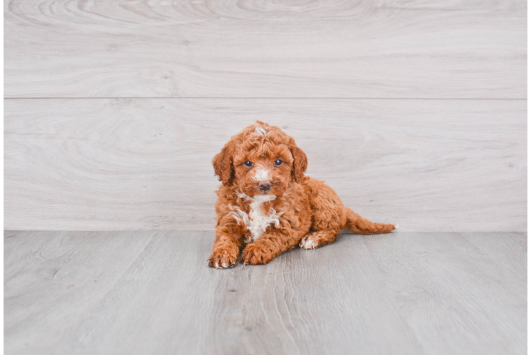 Friendly Mini Goldendoodle Baby