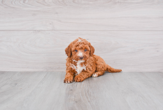 Friendly Mini Goldendoodle Baby