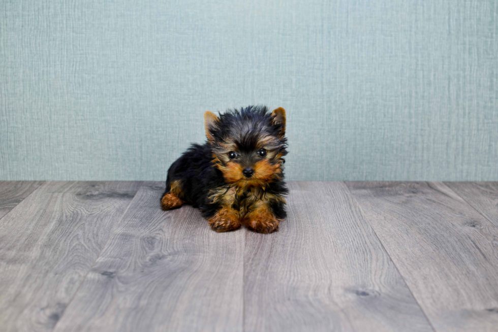 Meet Ronaldo - our Yorkshire Terrier Puppy Photo 