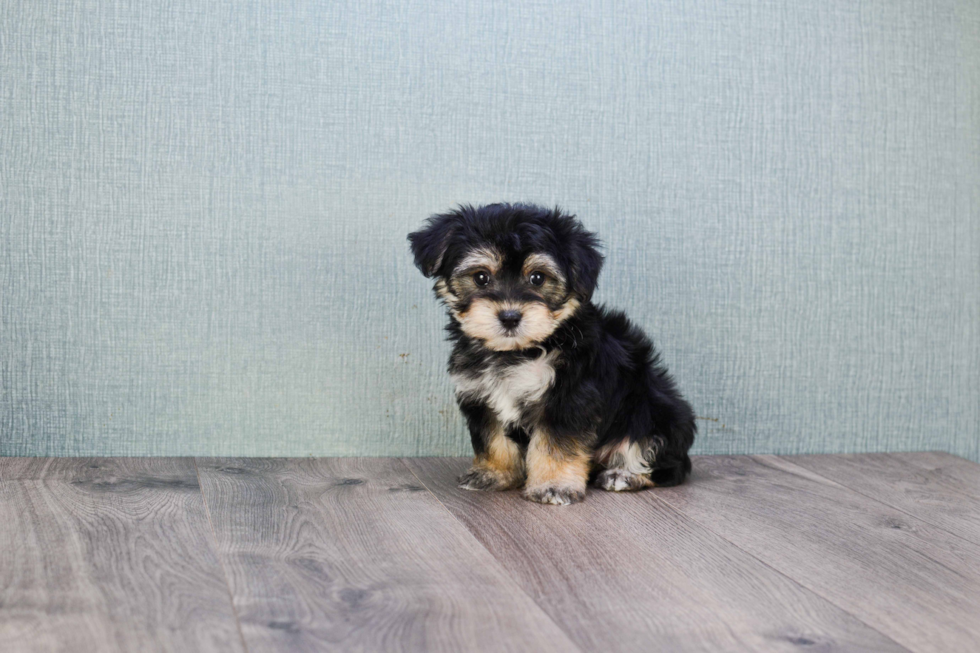 Cute Morkie Baby