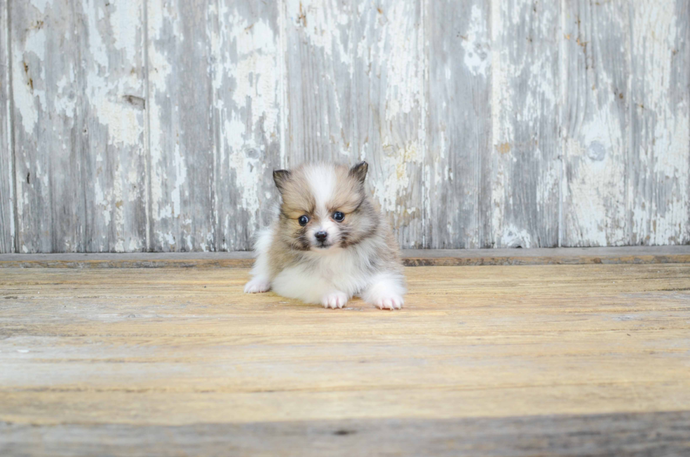 Hypoallergenic Pomeranian Purebred Pup