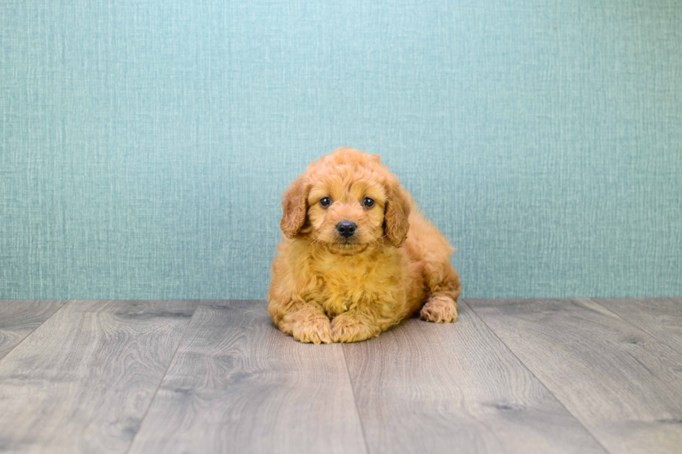 Best Mini Goldendoodle Baby