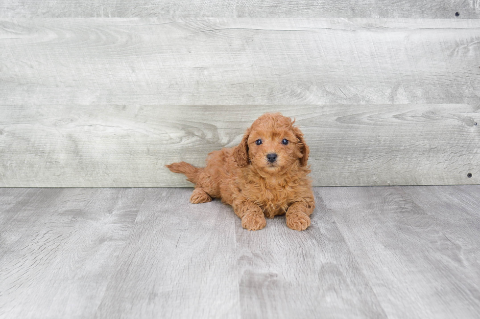 Cavapoo Pup Being Cute