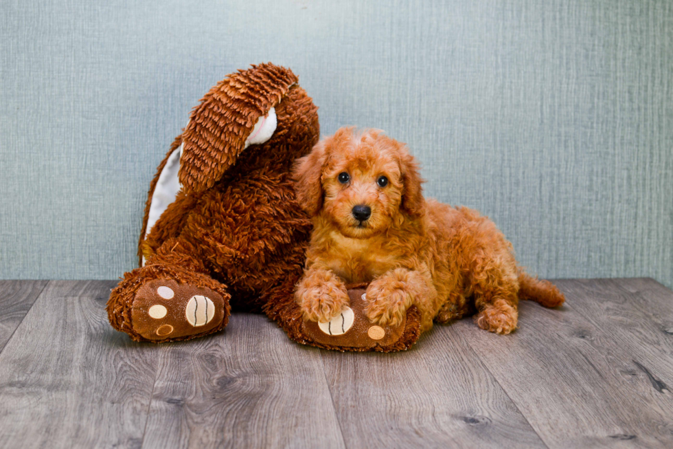 Best Mini Goldendoodle Baby