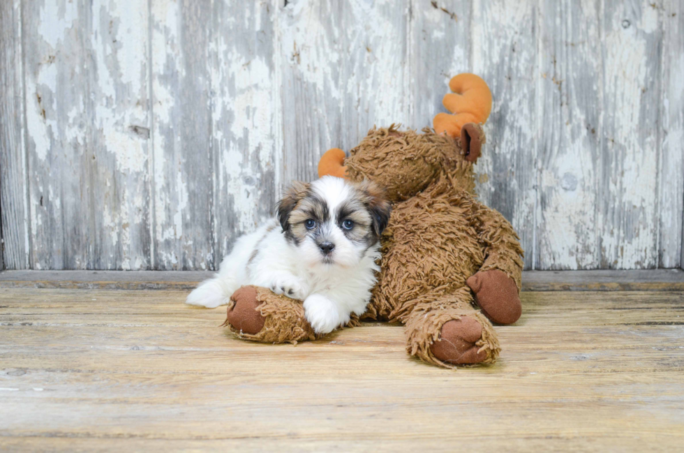 Cute Teddy Bear Baby