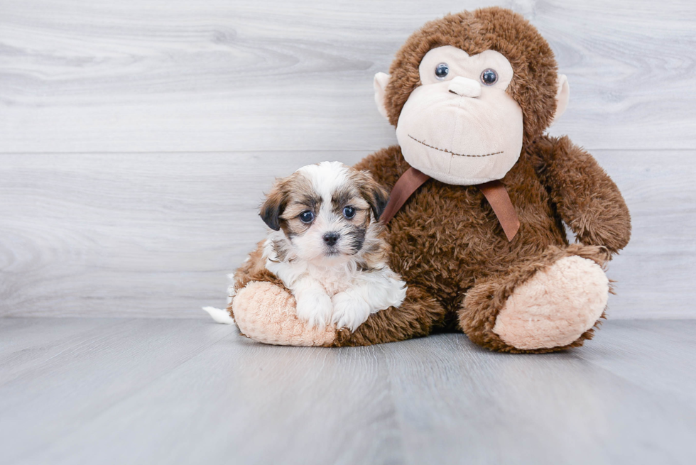 Teddy Bear Pup Being Cute