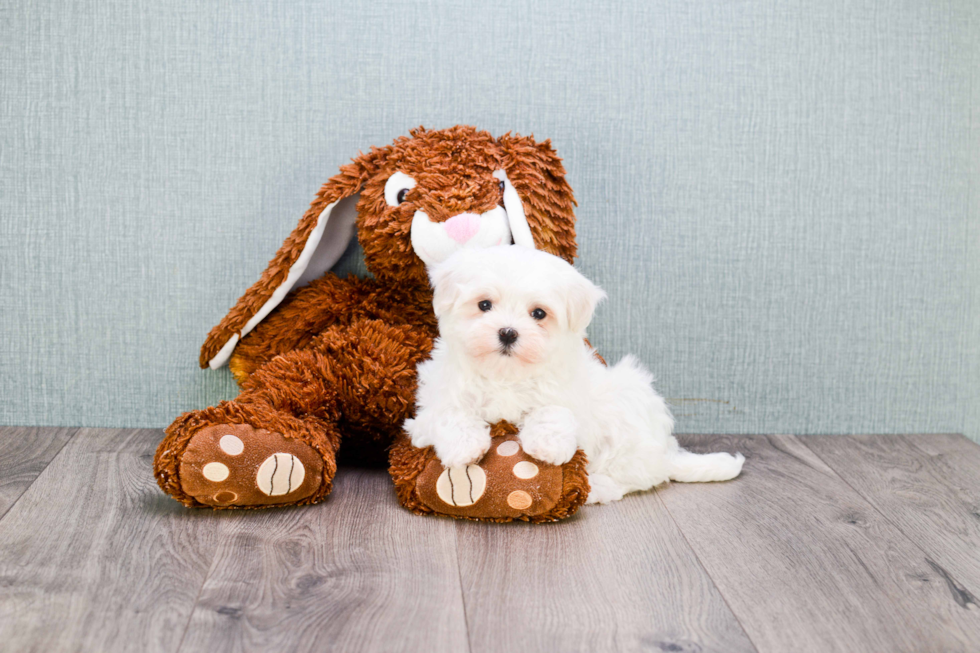 Meet Misty - our Maltipoo Puppy Photo 