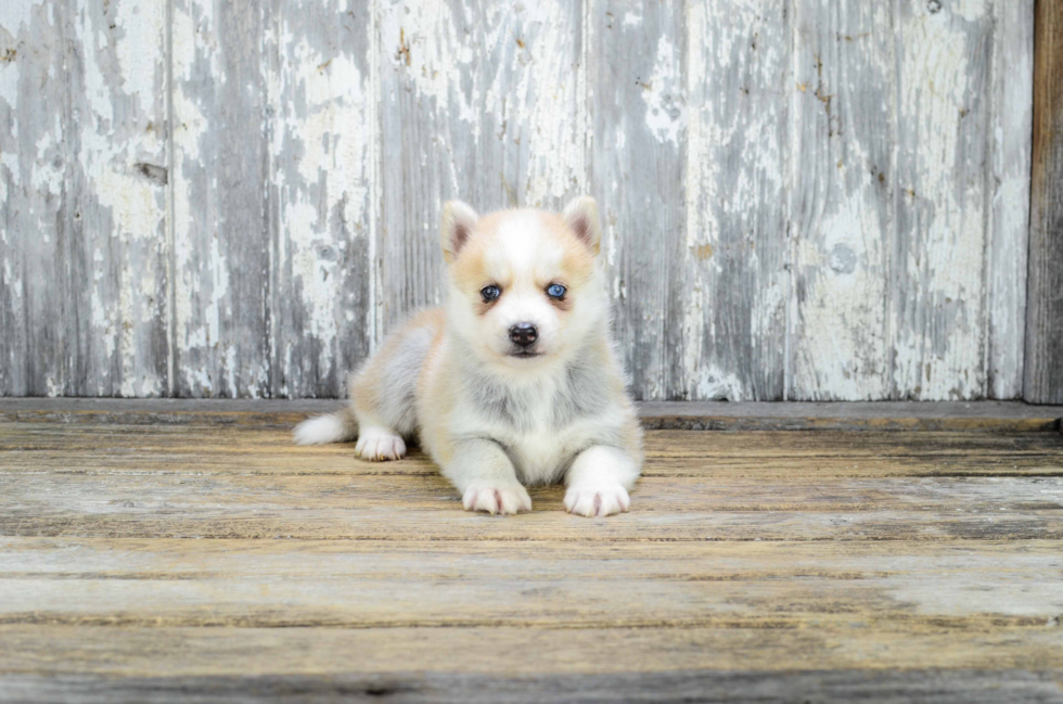 Popular Pomsky Designer Pup