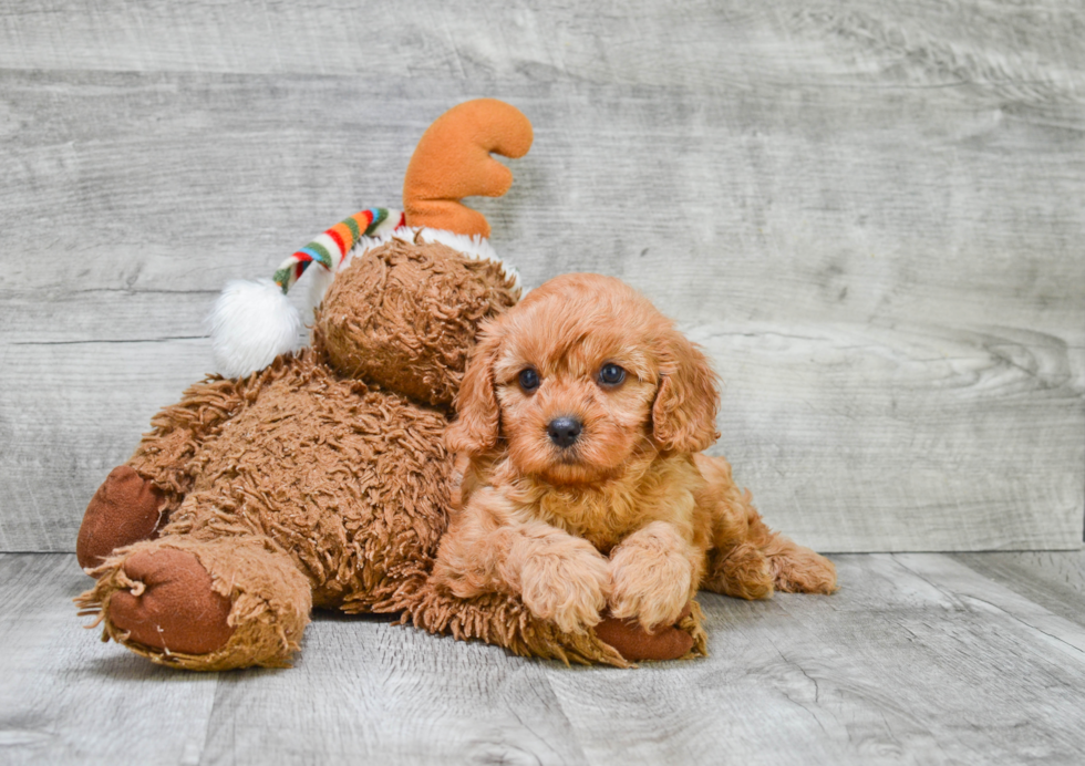 Cavapoo Pup Being Cute