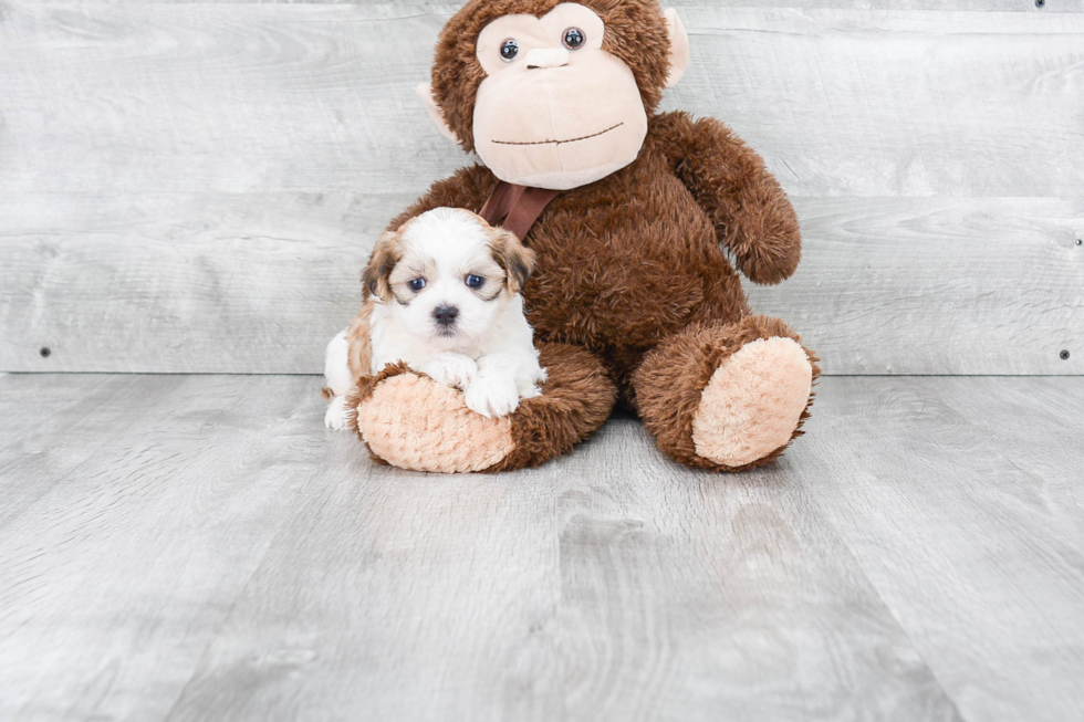 Cute Teddy Bear Baby
