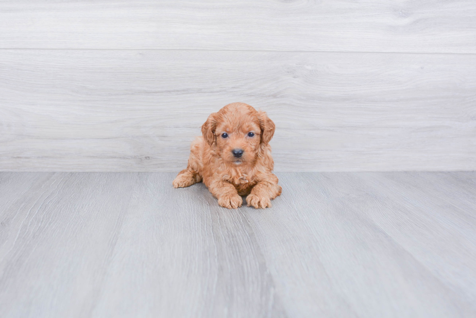 Sweet Cavapoo Baby