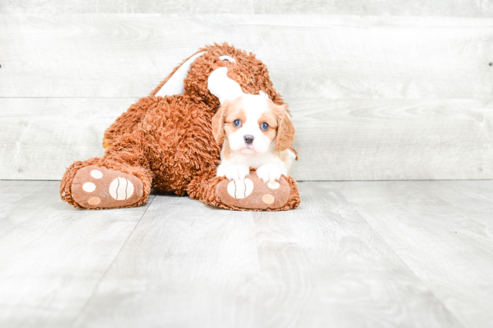 Best Cavalier King Charles Spaniel Baby