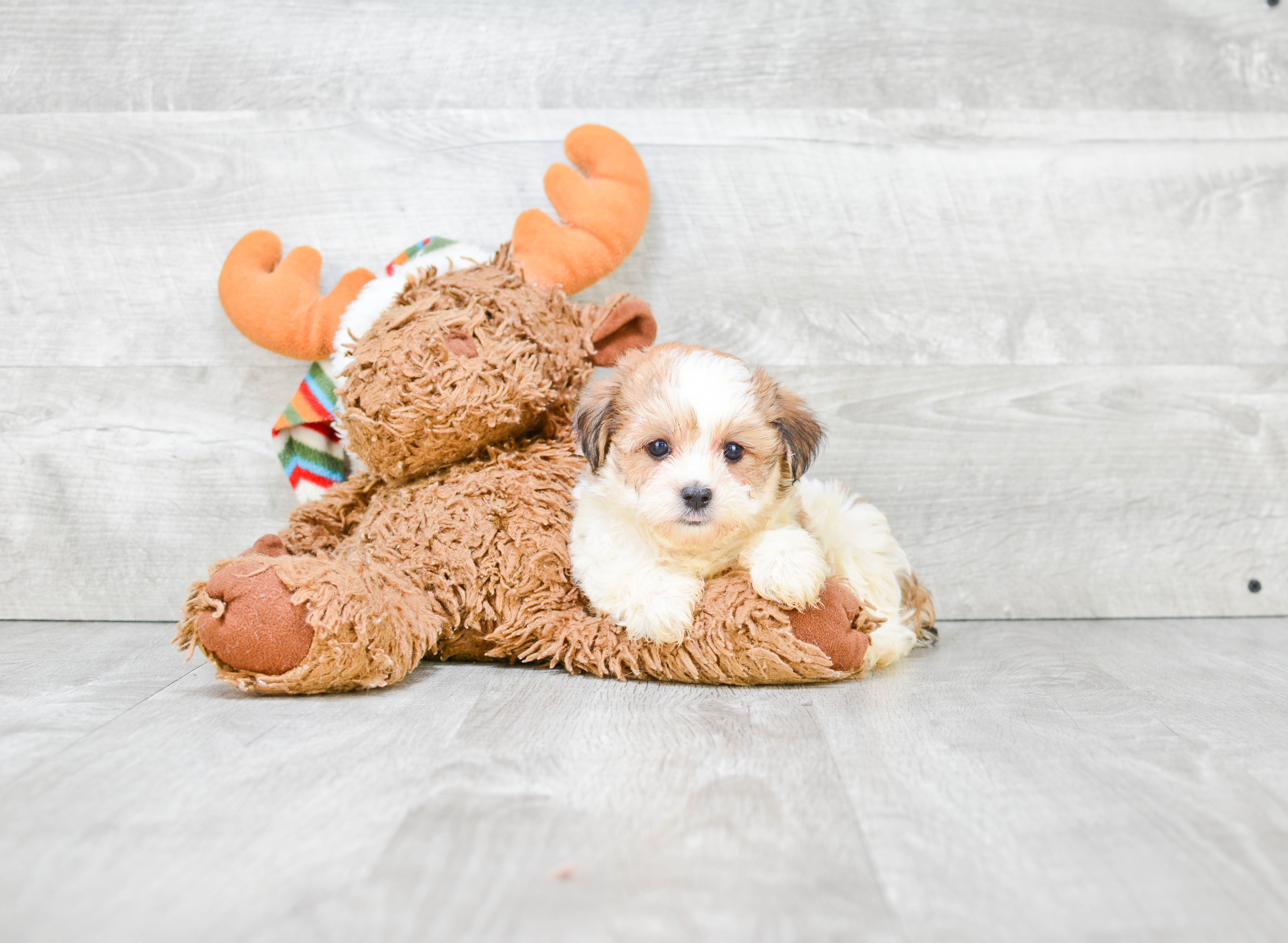 Petite Morkie Designer Pup