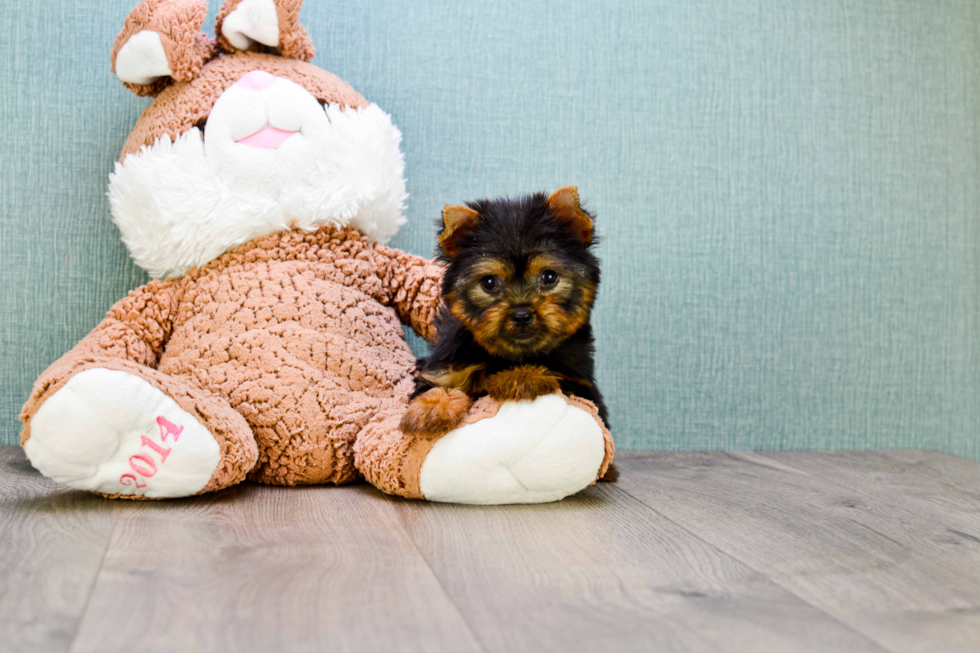 Meet Braxton - our Yorkshire Terrier Puppy Photo 