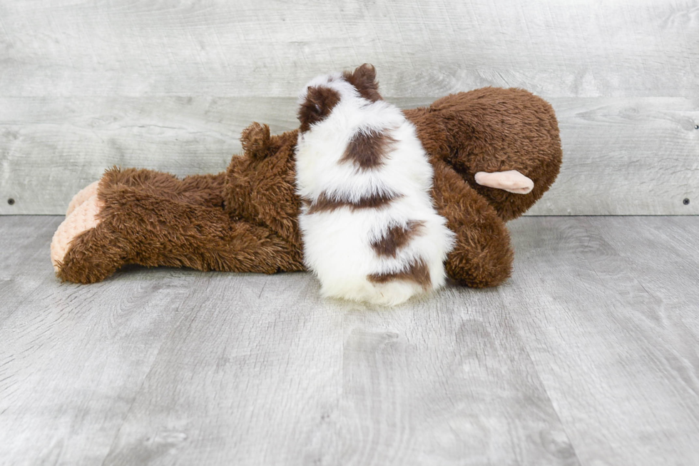 Popular Pomeranian Purebred Pup