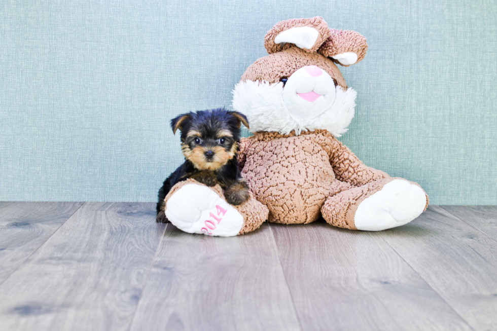 Meet Twinkle - our Yorkshire Terrier Puppy Photo 