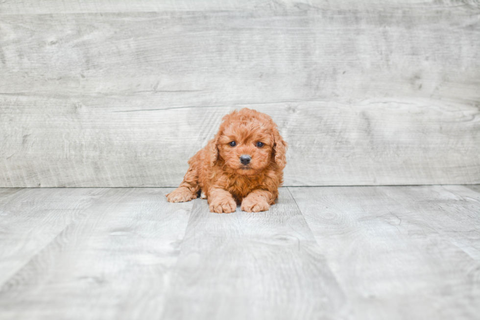 Adorable Cavoodle Poodle Mix Puppy