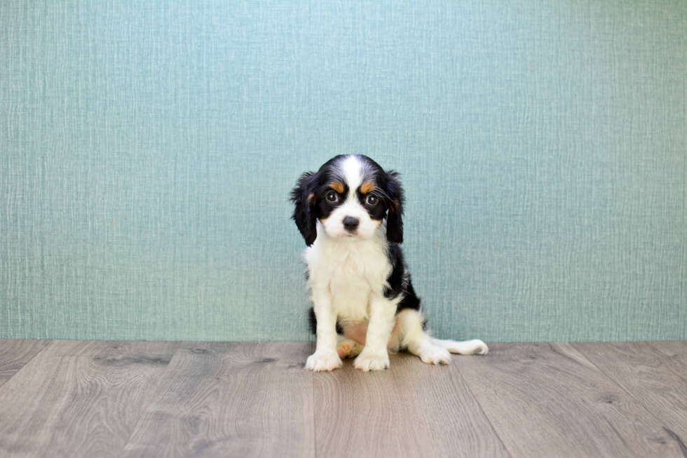 Happy Cavalier King Charles Spaniel Purebred Puppy