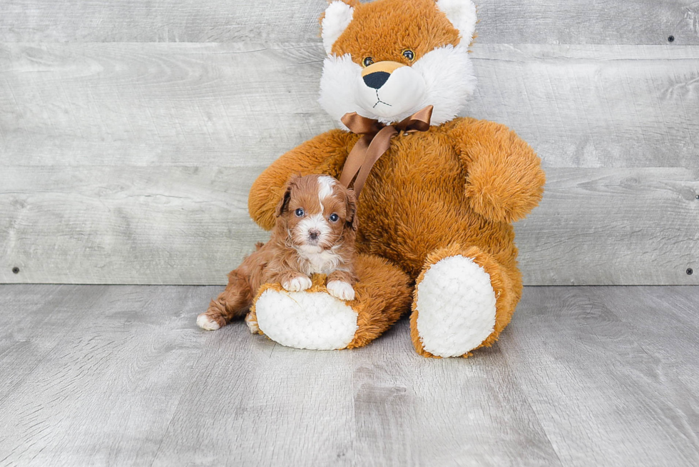 Friendly Cavapoo Baby