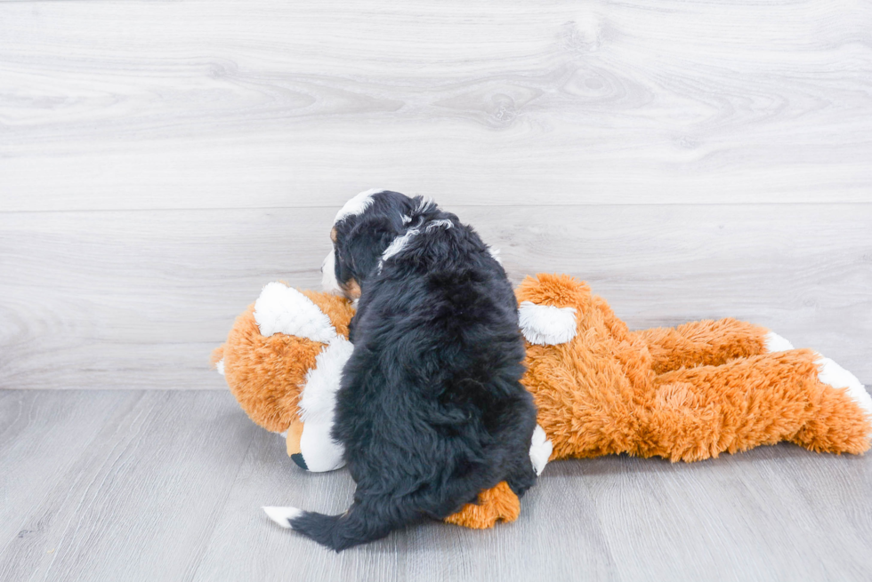 Cute Mini Bernedoodle Baby