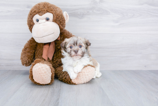 Energetic Havanese Purebred Puppy