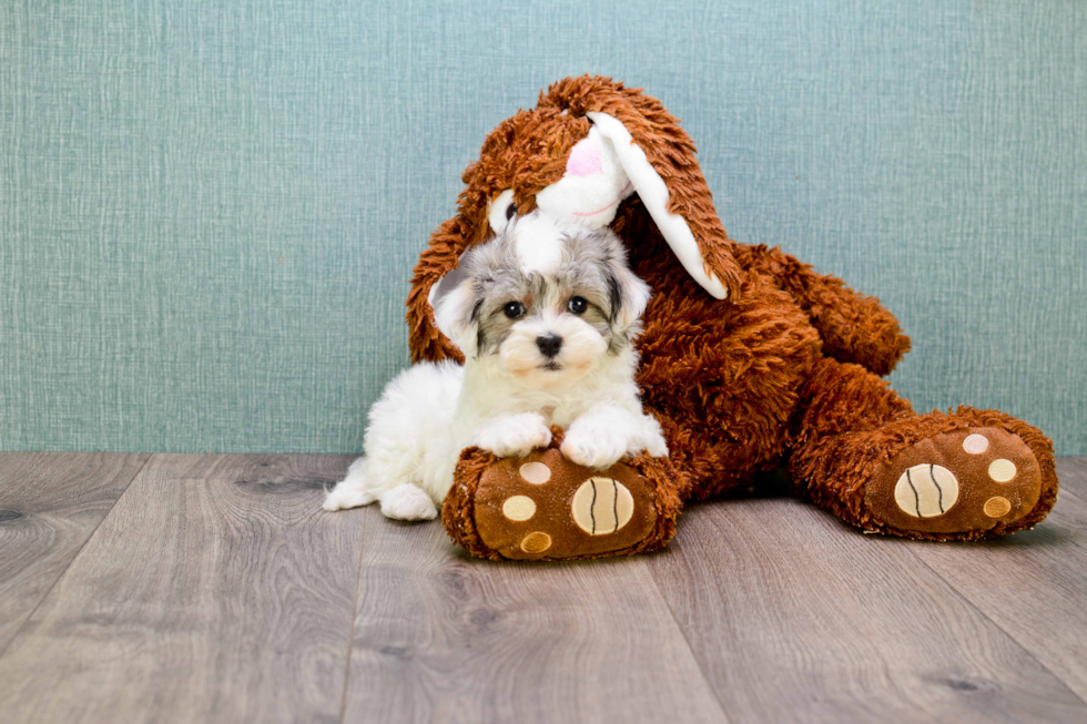 Best Havanese Baby