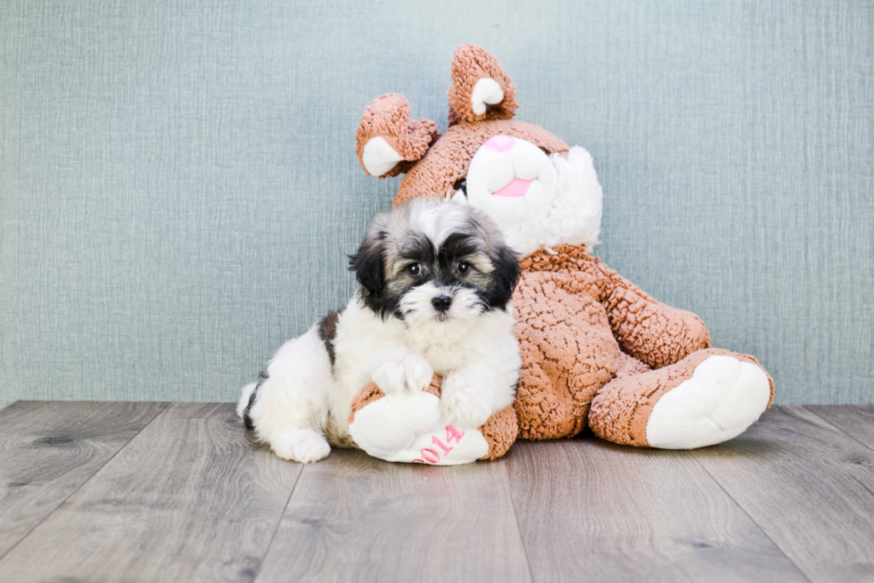 Havanese Puppy for Adoption