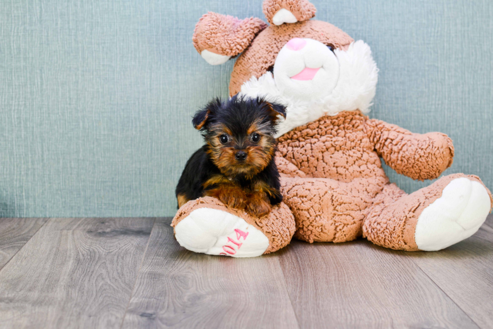 Meet Nugget - our Yorkshire Terrier Puppy Photo 