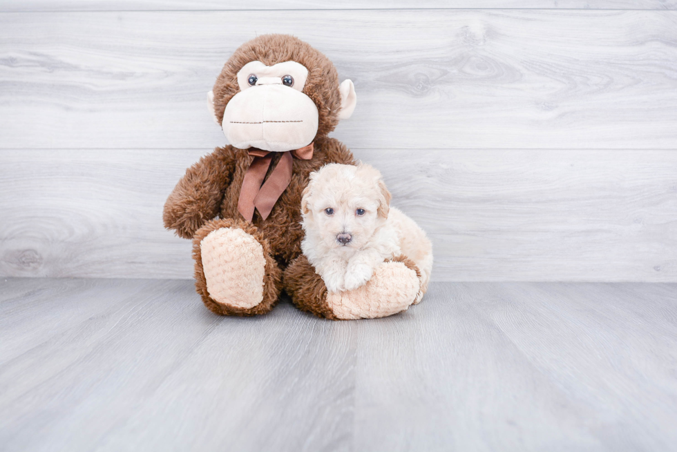 Playful Maltepoo Poodle Mix Puppy