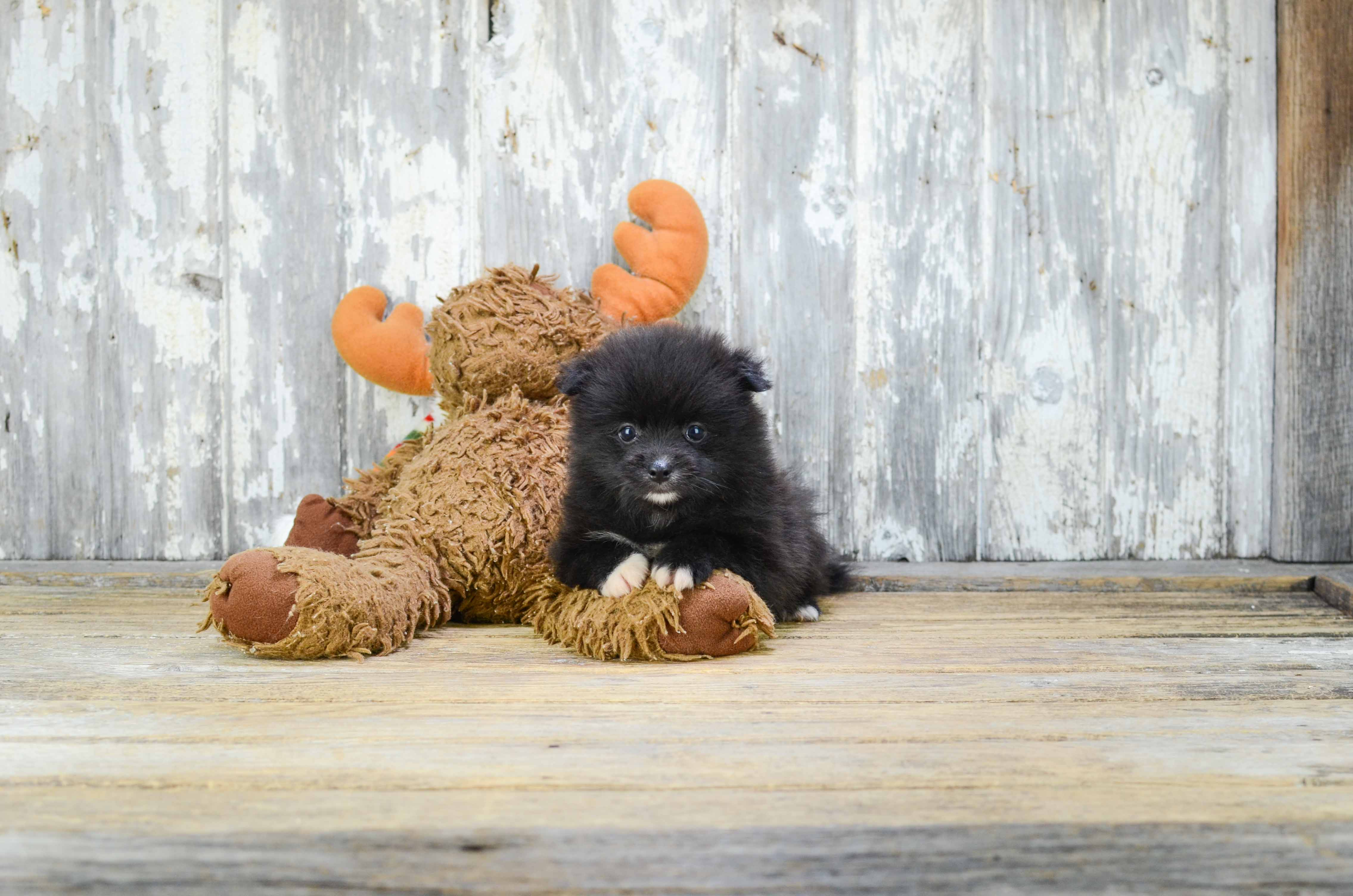 Akc Registered Pomeranian Purebred Pup