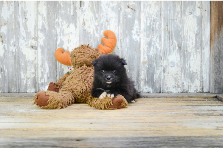 Akc Registered Pomeranian Purebred Pup