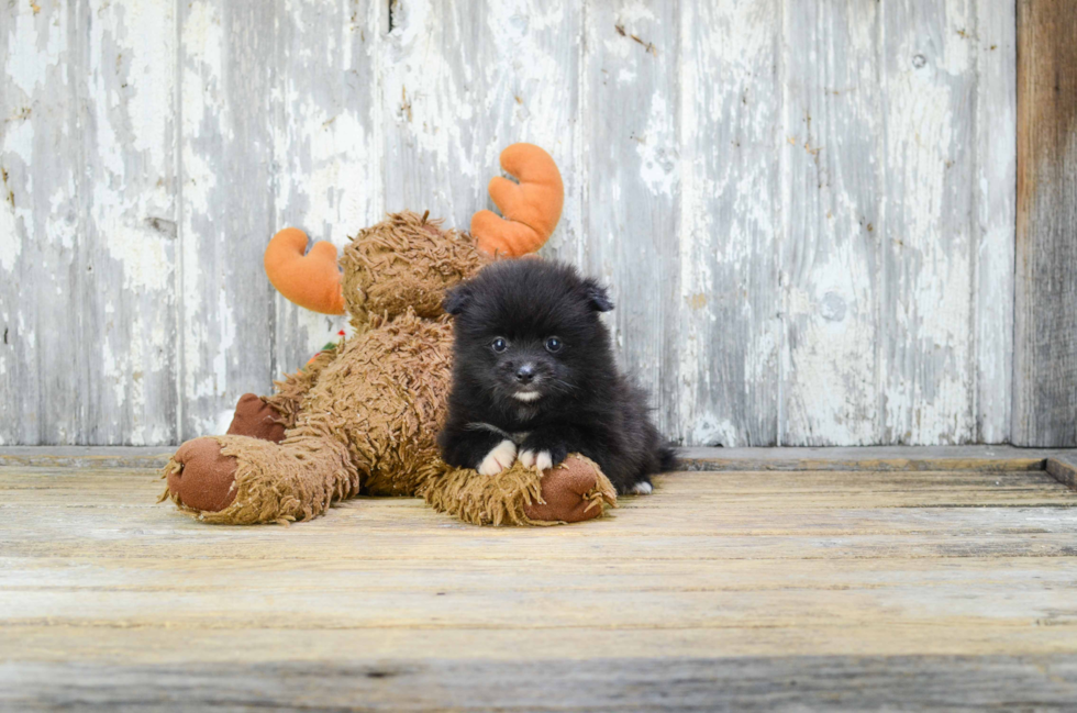 Akc Registered Pomeranian Purebred Pup